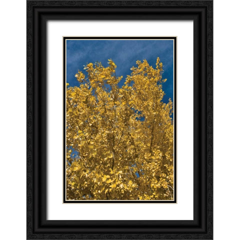Fall Leaves I Black Ornate Wood Framed Art Print with Double Matting by Peterson, Lee