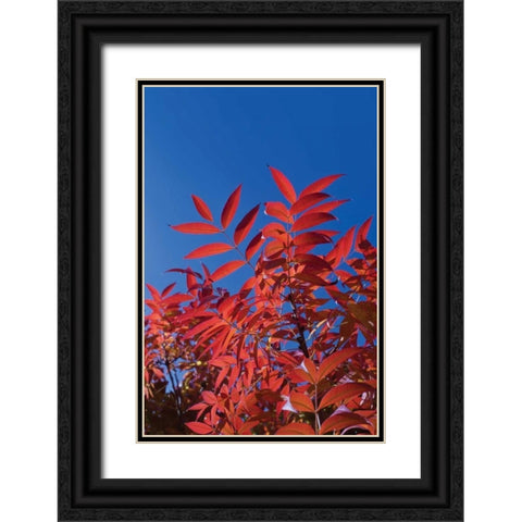 Fall Leaves III Black Ornate Wood Framed Art Print with Double Matting by Peterson, Lee