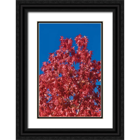 Fall Leaves IV Black Ornate Wood Framed Art Print with Double Matting by Peterson, Lee