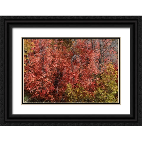 Fall Leaves VI Black Ornate Wood Framed Art Print with Double Matting by Peterson, Lee