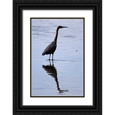 Bird IV Black Ornate Wood Framed Art Print with Double Matting by Peterson, Lee
