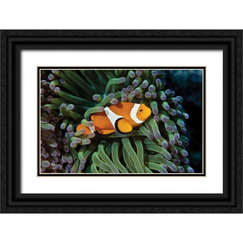 Fish III Black Ornate Wood Framed Art Print with Double Matting by Peterson, Lee