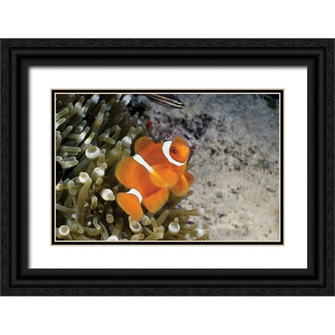 Fish IV Black Ornate Wood Framed Art Print with Double Matting by Peterson, Lee