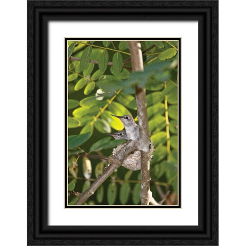 Hummingbird I Black Ornate Wood Framed Art Print with Double Matting by Peterson, Lee