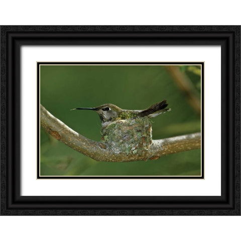 Hummingbird II Black Ornate Wood Framed Art Print with Double Matting by Peterson, Lee
