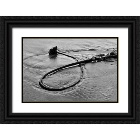 Seaweed Black Ornate Wood Framed Art Print with Double Matting by Peterson, Lee