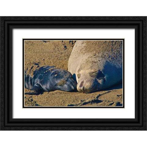 Elephant Seals II Black Ornate Wood Framed Art Print with Double Matting by Peterson, Lee