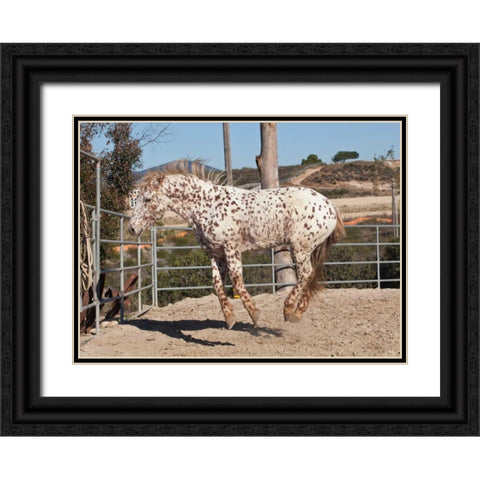 Happy Horse I Black Ornate Wood Framed Art Print with Double Matting by Peterson, Lee