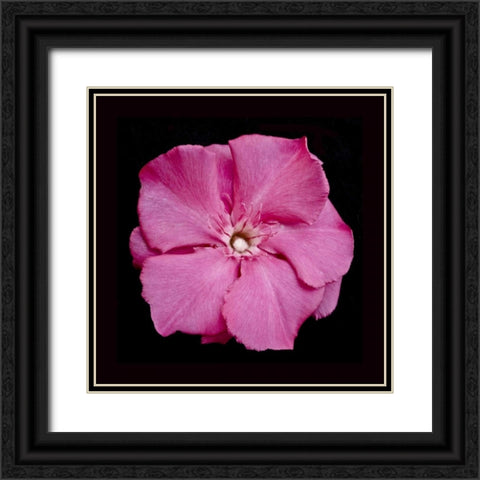 Pink Flower Black Ornate Wood Framed Art Print with Double Matting by Peterson, Lee