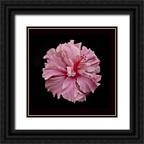 Pink Hibiscus Black Ornate Wood Framed Art Print with Double Matting by Peterson, Lee