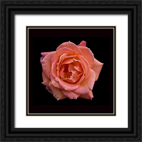 Peach Rose Black Ornate Wood Framed Art Print with Double Matting by Peterson, Lee