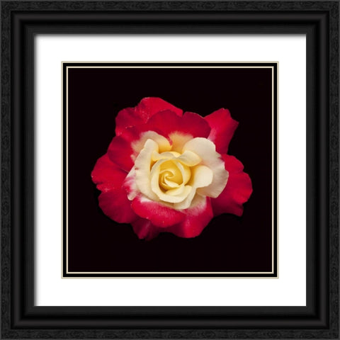 Red and White Rose Black Ornate Wood Framed Art Print with Double Matting by Peterson, Lee