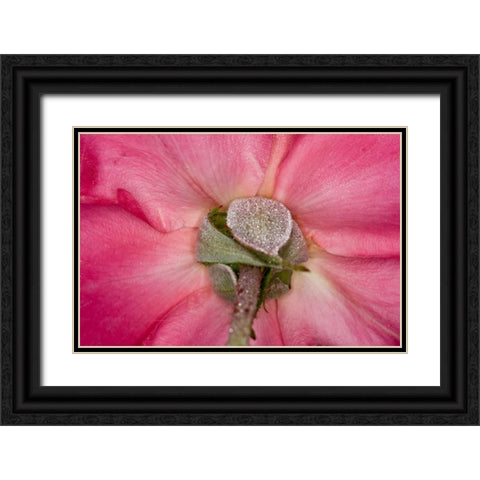 Rose Up Close I Black Ornate Wood Framed Art Print with Double Matting by Peterson, Lee