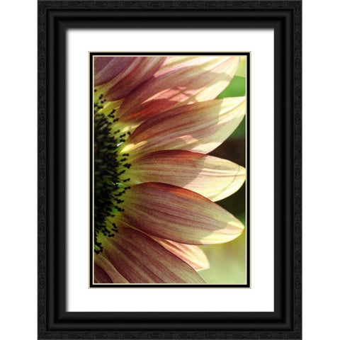 Sunflower IV Black Ornate Wood Framed Art Print with Double Matting by Putman, Tammy