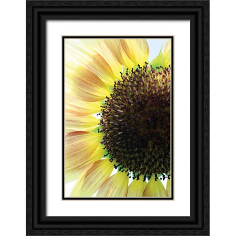 Sunflower VI Black Ornate Wood Framed Art Print with Double Matting by Putman, Tammy