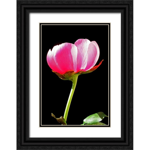Pink Peony II Black Ornate Wood Framed Art Print with Double Matting by Putman, Tammy
