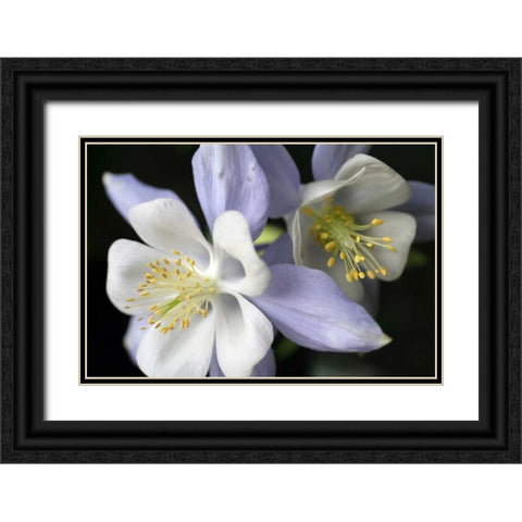 Purple Columbine I Black Ornate Wood Framed Art Print with Double Matting by Putman, Tammy
