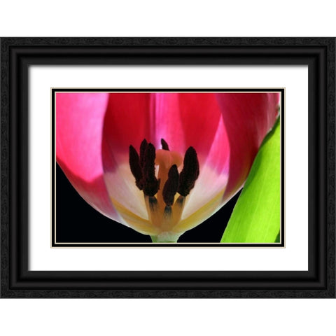 Pink Tulip Black Ornate Wood Framed Art Print with Double Matting by Putman, Tammy