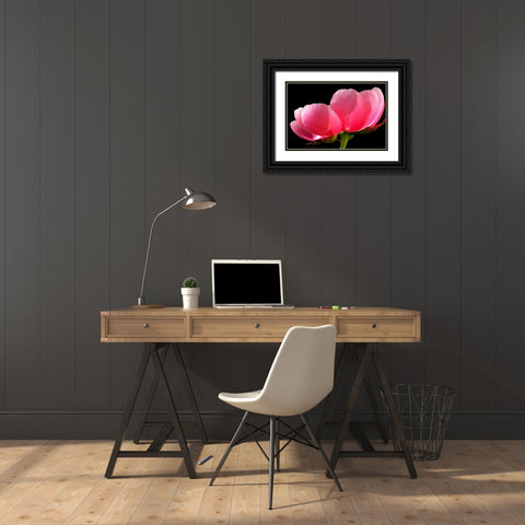 Pink Peony III Black Ornate Wood Framed Art Print with Double Matting by Putman, Tammy