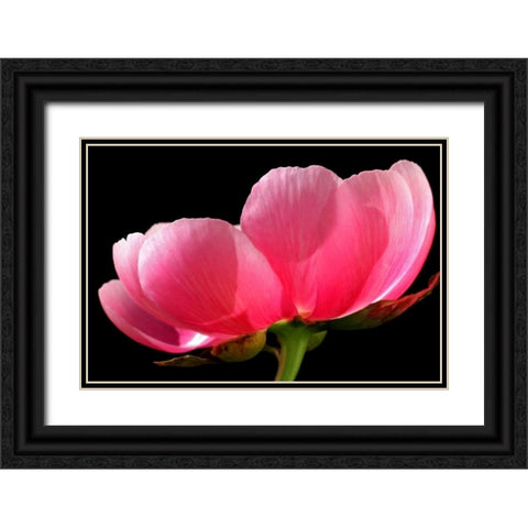 Pink Peony III Black Ornate Wood Framed Art Print with Double Matting by Putman, Tammy