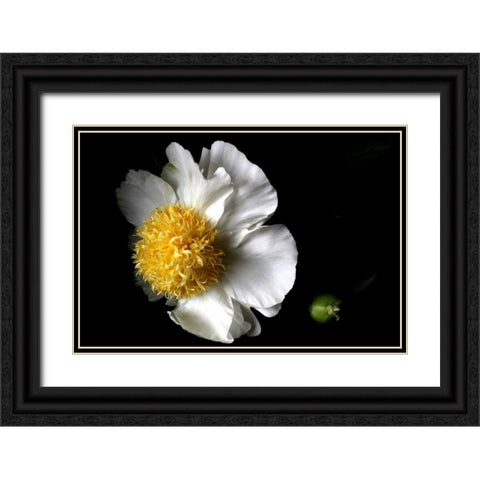 White Peony II Black Ornate Wood Framed Art Print with Double Matting by Putman, Tammy