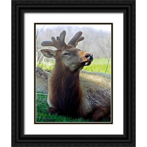 Elk II Black Ornate Wood Framed Art Print with Double Matting by Putman, Tammy