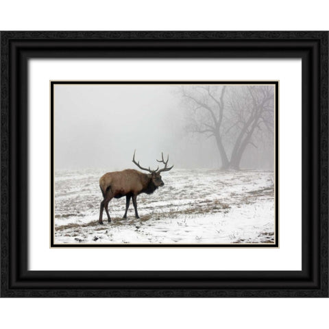 Elk III Black Ornate Wood Framed Art Print with Double Matting by Putman, Tammy