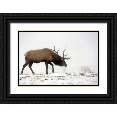 Elk IV Black Ornate Wood Framed Art Print with Double Matting by Putman, Tammy
