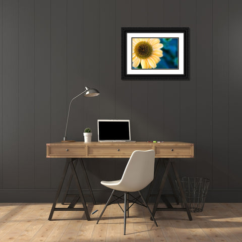 Cone Flowers I Black Ornate Wood Framed Art Print with Double Matting by Putman, Tammy