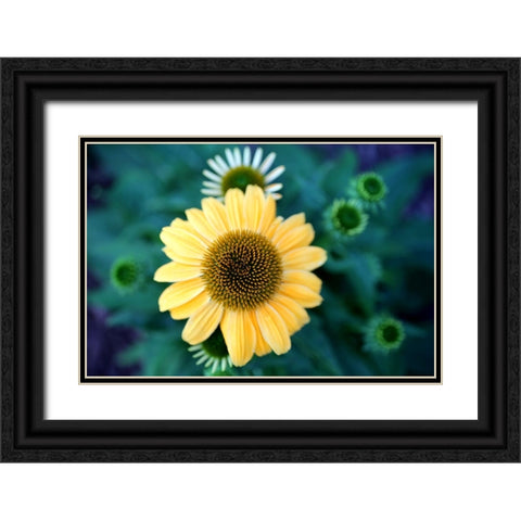 Cone Flowers II Black Ornate Wood Framed Art Print with Double Matting by Putman, Tammy