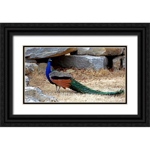 Posing Peacock I Black Ornate Wood Framed Art Print with Double Matting by Putman, Tammy