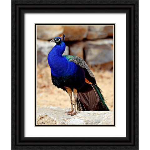 Posing Peacock III Black Ornate Wood Framed Art Print with Double Matting by Putman, Tammy