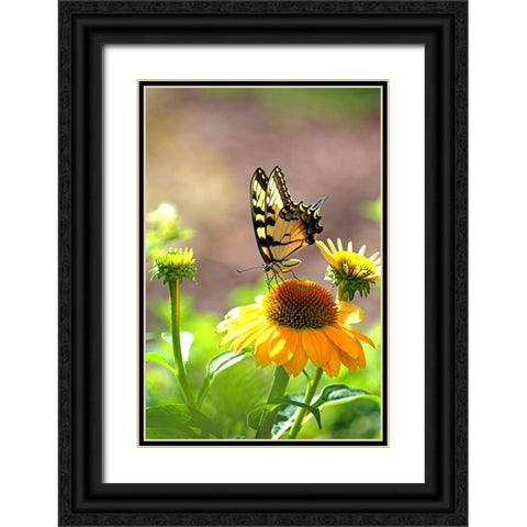 Eastern Tiger Swallowtail Lift Black Ornate Wood Framed Art Print with Double Matting by Putman, Tammy