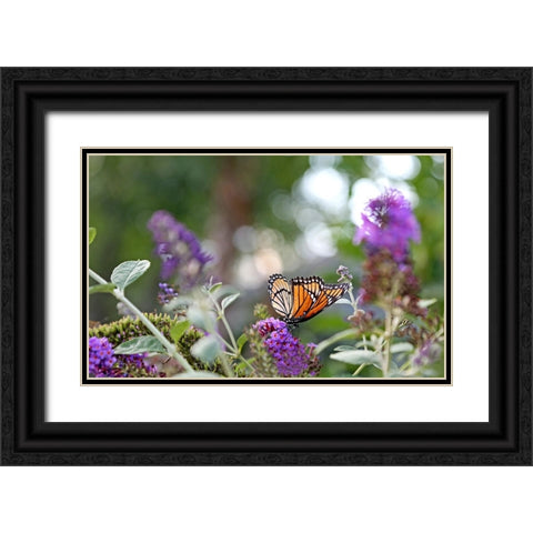 Monarch Garden III Black Ornate Wood Framed Art Print with Double Matting by Putman, Tammy