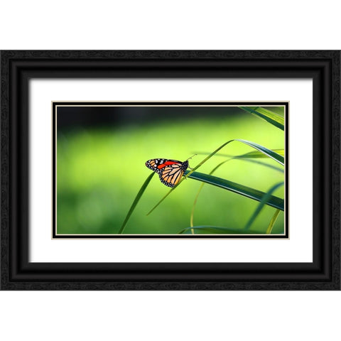 Monarch Patterns Black Ornate Wood Framed Art Print with Double Matting by Putman, Tammy