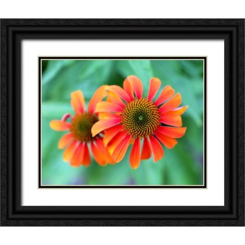 Echinacea Black Ornate Wood Framed Art Print with Double Matting by Putman, Tammy