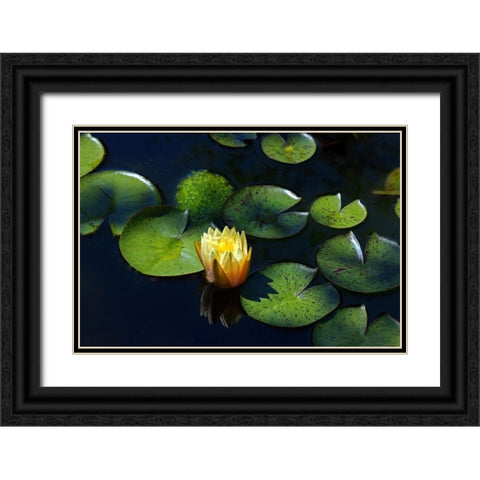 Yellow Water Lily Black Ornate Wood Framed Art Print with Double Matting by Putman, Tammy