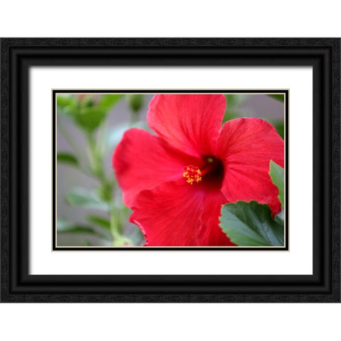 Red Hibiscus Black Ornate Wood Framed Art Print with Double Matting by Putman, Tammy