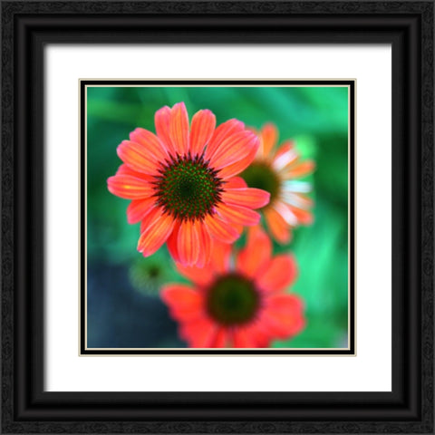 Red Daisies II Black Ornate Wood Framed Art Print with Double Matting by Putman, Tammy