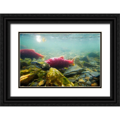 Sockeye Salmon I Black Ornate Wood Framed Art Print with Double Matting by Stefko, Bob