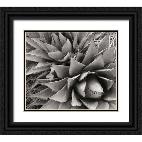 Agave II Black Ornate Wood Framed Art Print with Double Matting by Stefko, Bob