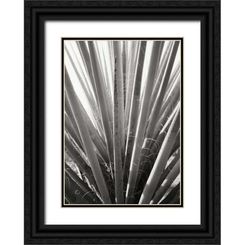 Torrey Yucca Black Ornate Wood Framed Art Print with Double Matting by Stefko, Bob