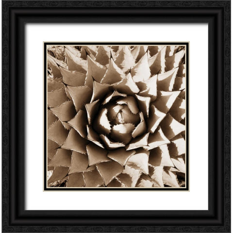 Desert Plants II Black Ornate Wood Framed Art Print with Double Matting by Stefko, Bob