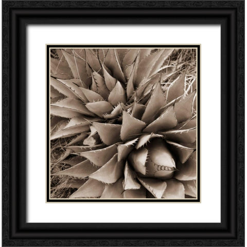 Desert Plants III Black Ornate Wood Framed Art Print with Double Matting by Stefko, Bob
