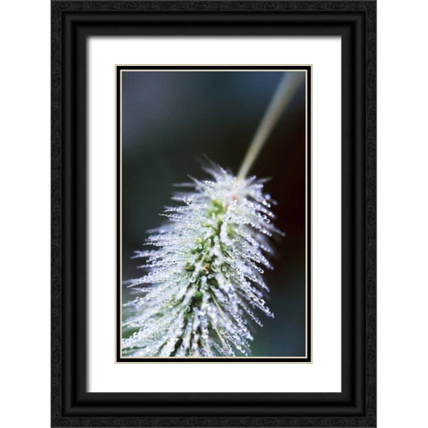 Fountain Grass I Black Ornate Wood Framed Art Print with Double Matting by Stefko, Bob