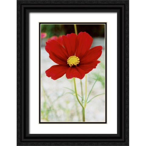 Red Cosmos I Black Ornate Wood Framed Art Print with Double Matting by Stefko, Bob