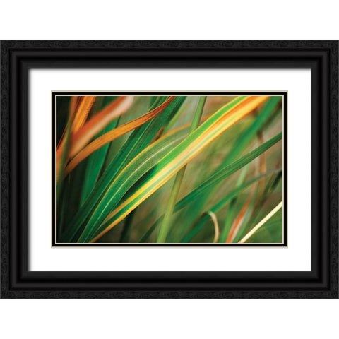 Grass in Fall I Black Ornate Wood Framed Art Print with Double Matting by Stefko, Bob