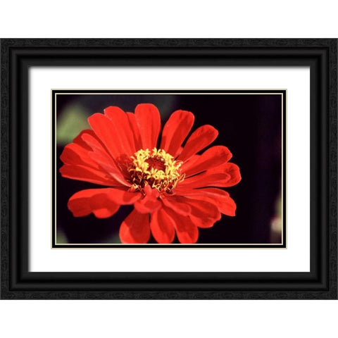 Red Zinnia II Black Ornate Wood Framed Art Print with Double Matting by Stefko, Bob