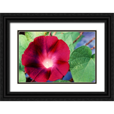 Morning Glory II Black Ornate Wood Framed Art Print with Double Matting by Stefko, Bob