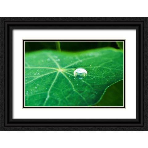 A Single Drop I Black Ornate Wood Framed Art Print with Double Matting by Stefko, Bob